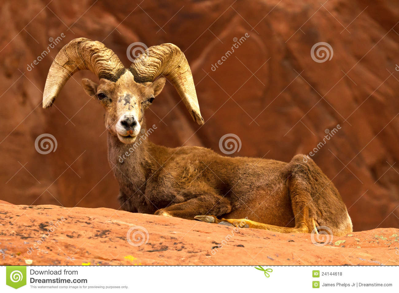Desert Big Horn Ram Sheep On Red Rocks Royalty Free Stock Photos    