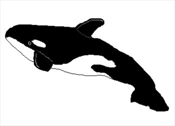 Free Killer Whale Clipart   Free Clipart Graphics Images And    