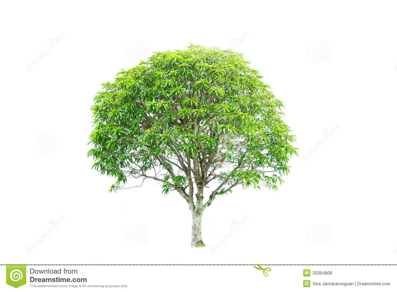 Free Mango Tree Clipart Mango Tree Royalty Free Stock Photos Image