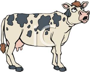 Holstein Cow Mooing   Royalty Free Clipart Picture