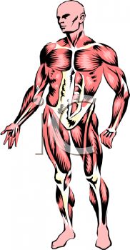 Human Body Muscles Diagram On   Clipart Panda   Free Clipart Images