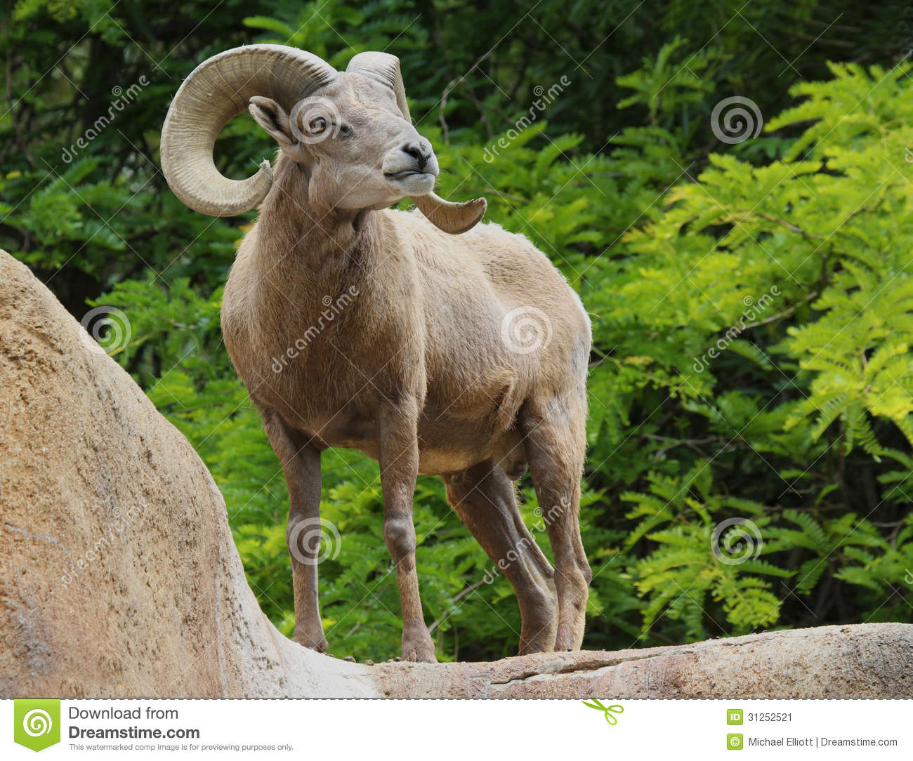 Male Desert Bighorn Sheep Displaying Huge Curved Horns Against Bright