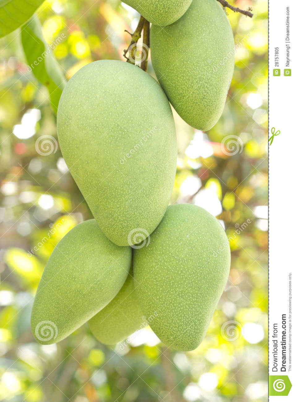 Mango Tree Royalty Free Stock Photo   Image  28757805