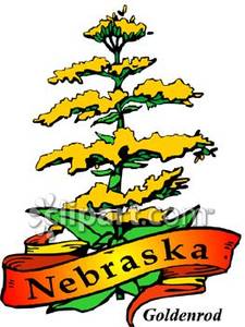 Nebraska State Flower  Goldenrod University Of Phoenix Earn Your