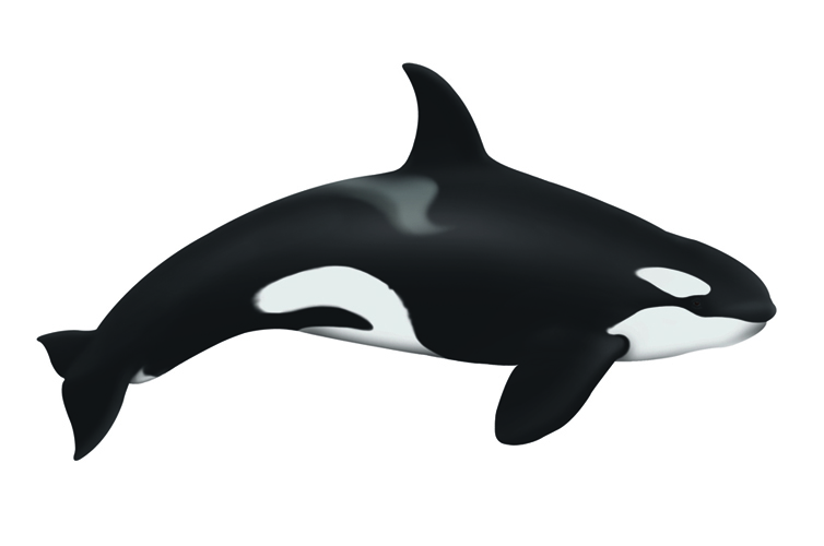 Orca Whale Drawing Clipart