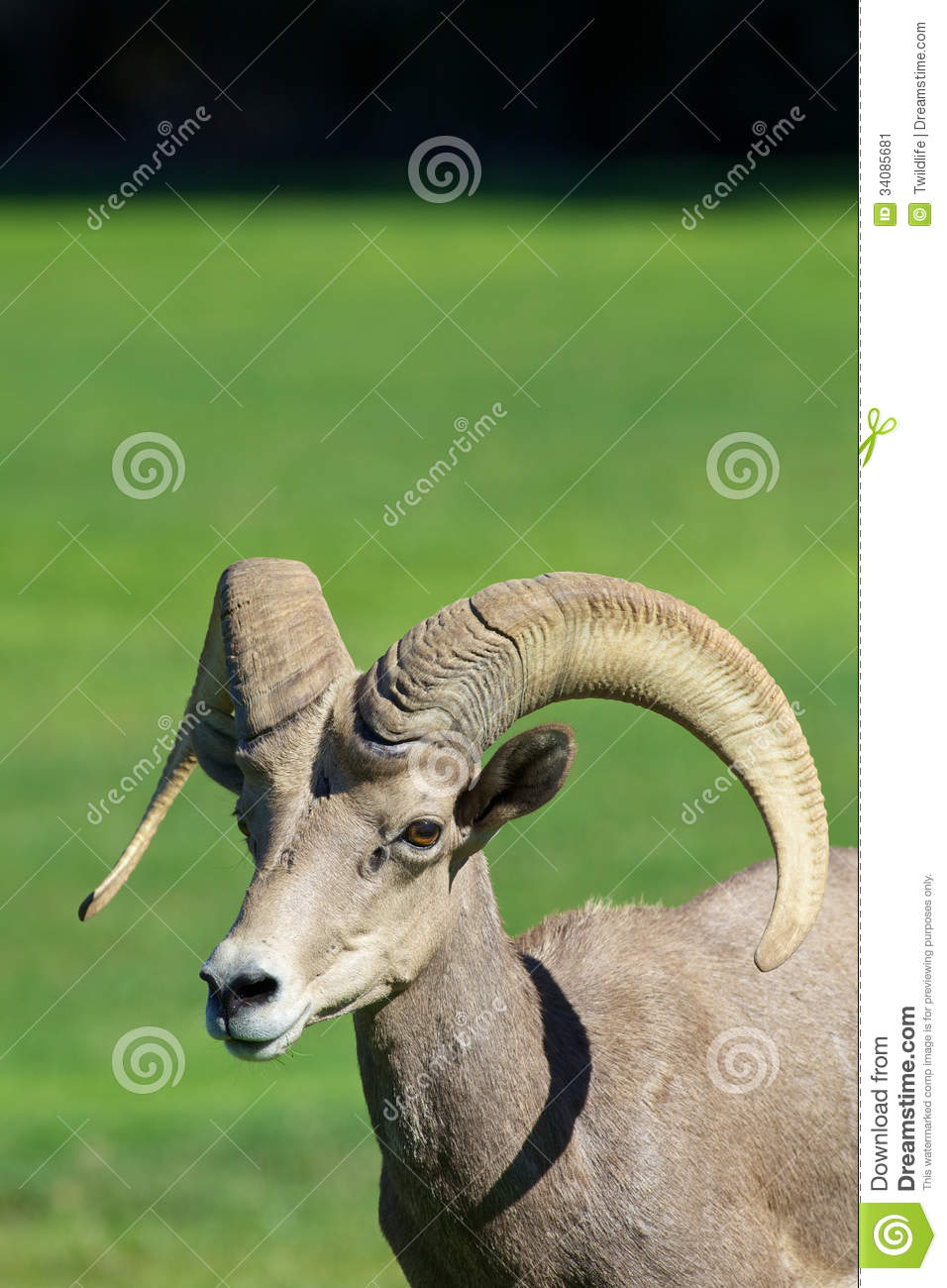 Young Desert Bighorn Sheep Ram Stock Image   Image  34085681