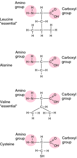 Amino Acid   Definition Of Amino Acid By Medical Dictionary