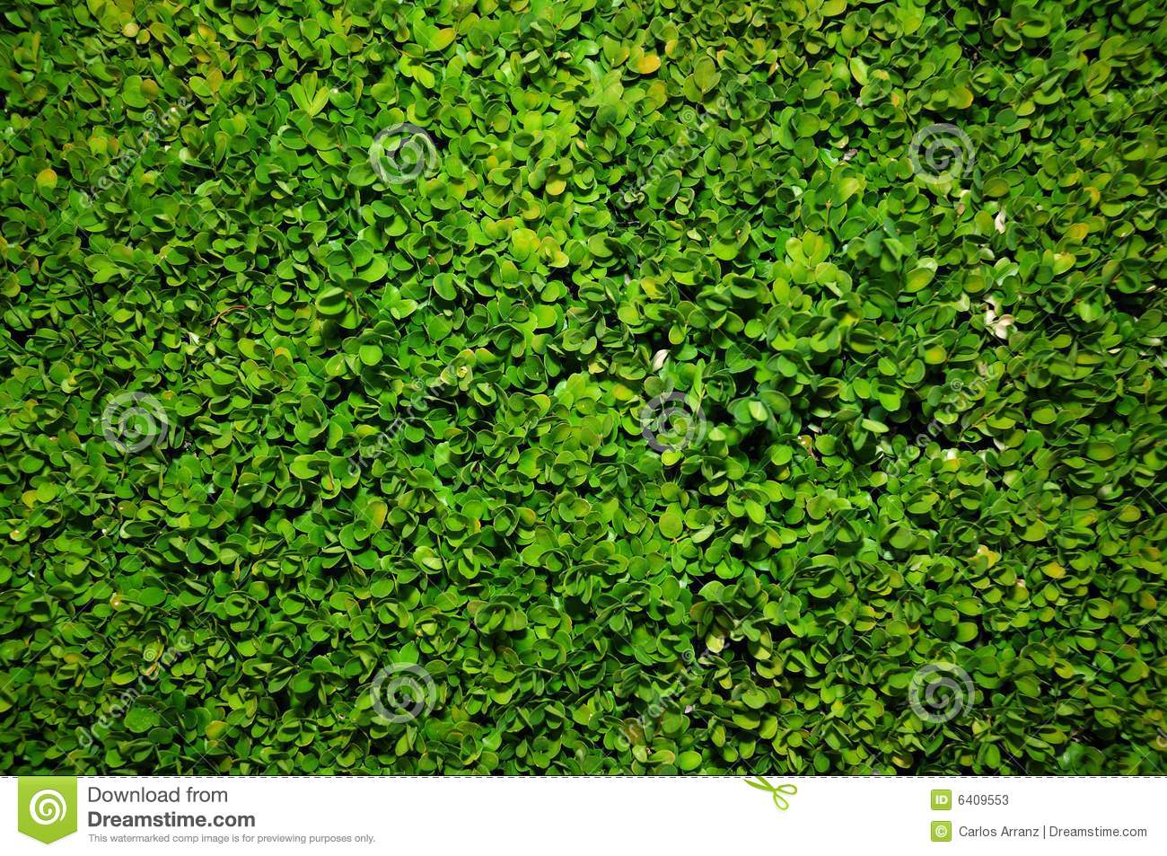 Bush Green Background Stock Photos   Image  6409553