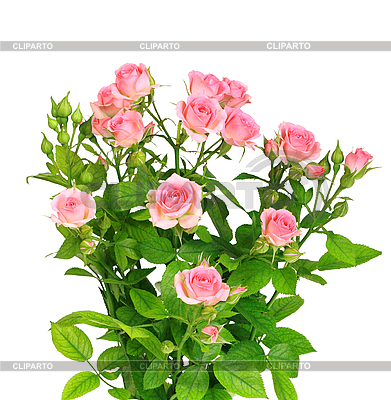 Bush With Pink Roses And Green Leaves   High Resolution Stock Photo