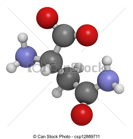Clipart Of Asparagine Asn N Amino Acid Molecular Model Amino Acids