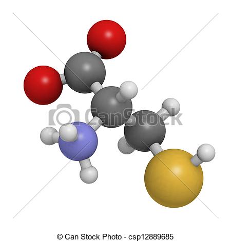 Cysteine  Cys C  Amino Acid Molecular Model  Amino Acids Are The