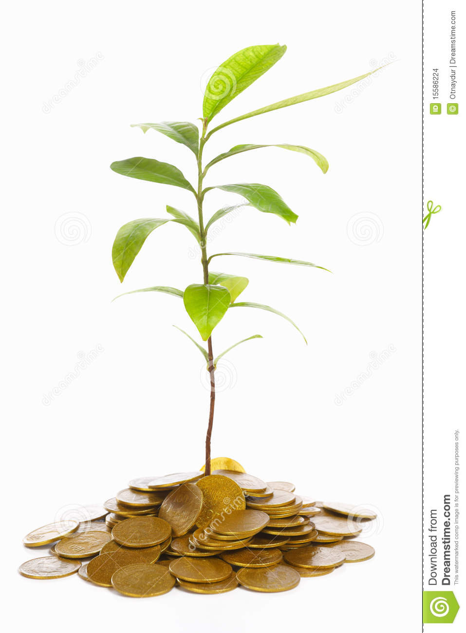 Green Plant Growth Between Gold Coins Isolated On White Background