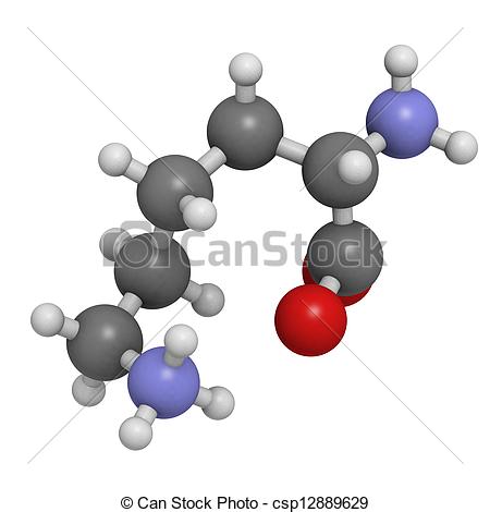 Lysine  Lys K  Amino Acid Molecular Model  Amino Acids Are The