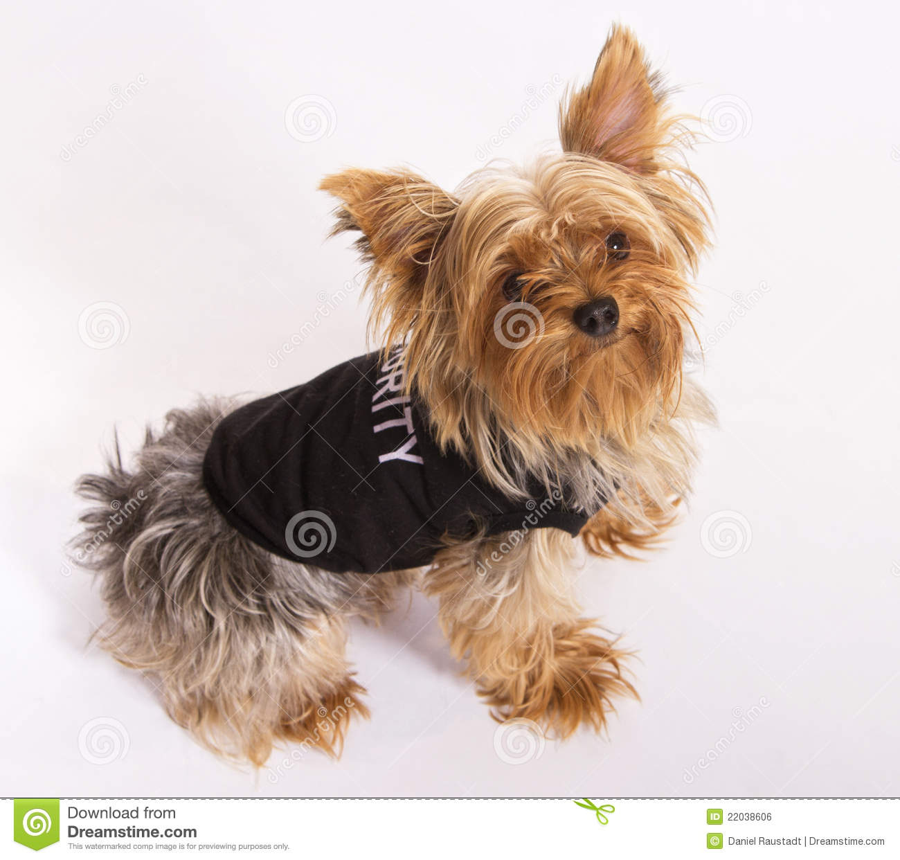 Male Yorkie Dog Pet Royalty Free Stock Image   Image  22038606
