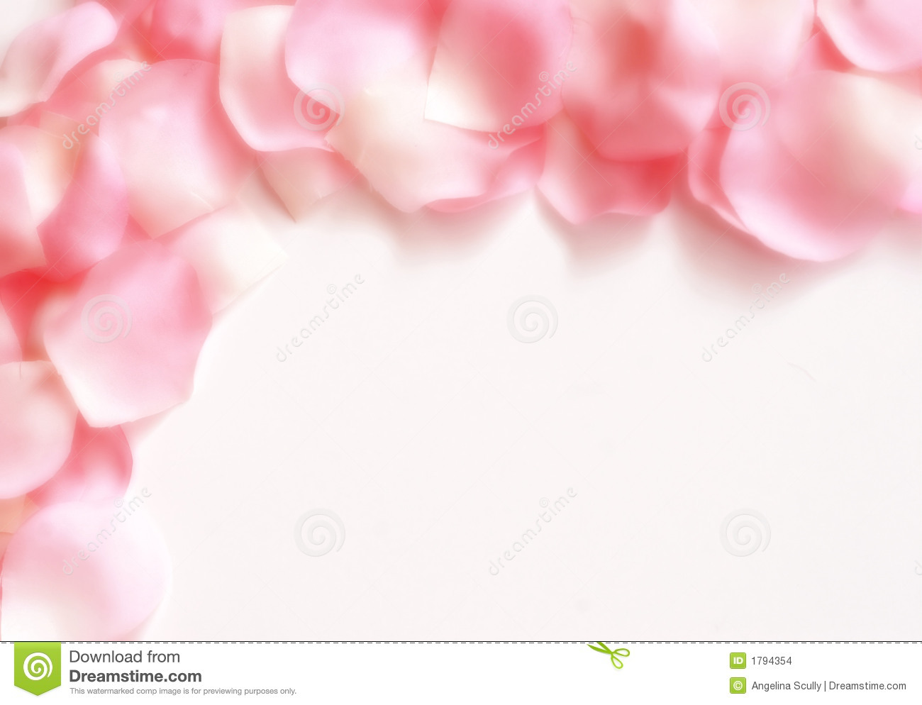 Pink And White Rose Petals Arranged In A Border Over A White