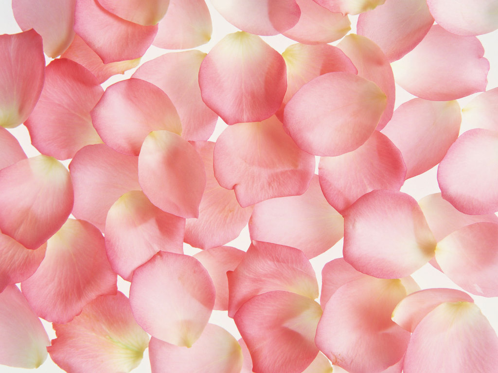Pink Rose Petal Picture X   Free Images At Clker Com   Vector Clip Art