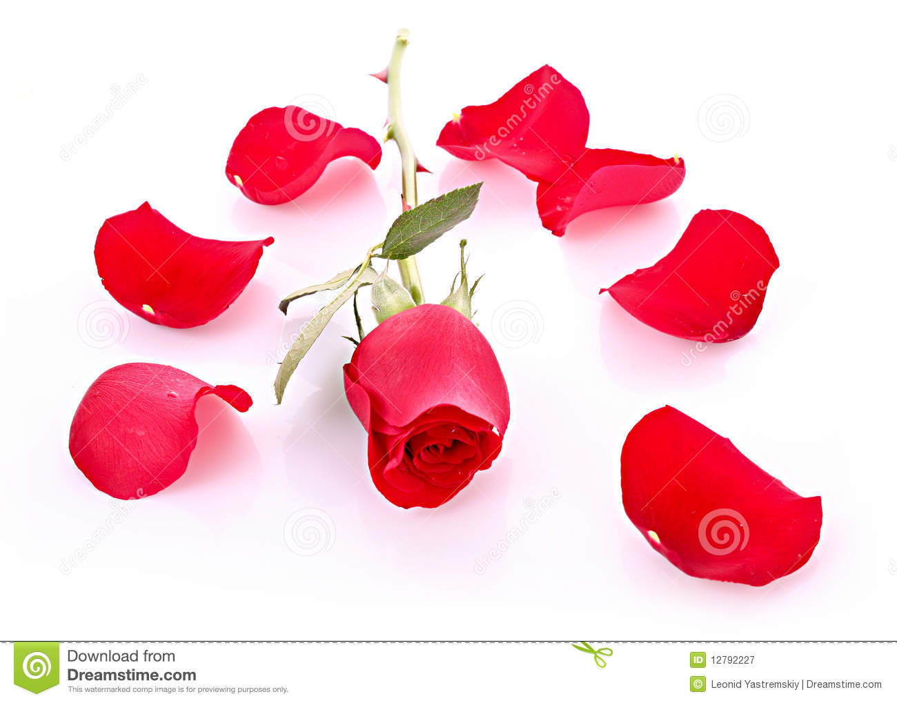 Red Rose With Fallen Petals Isolated On White Clipart