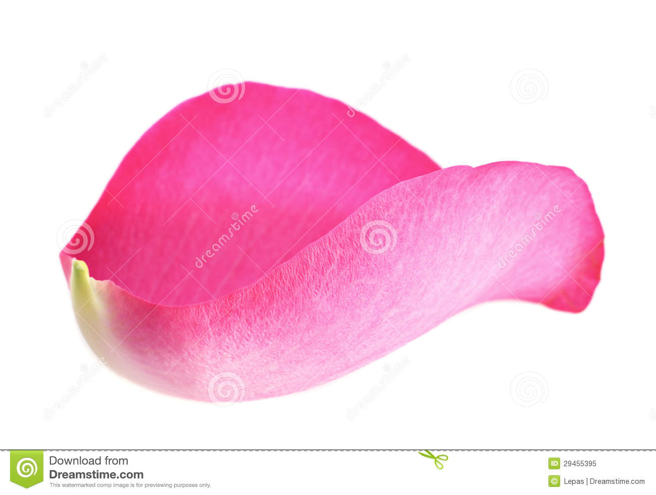 Rose Petal In Water Drops Royalty Free Stock Photo   Image  29455395
