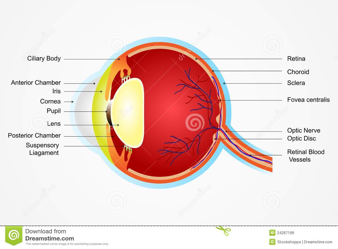 Vector Illustration Of Diagram Of Eye Anatomy With Label