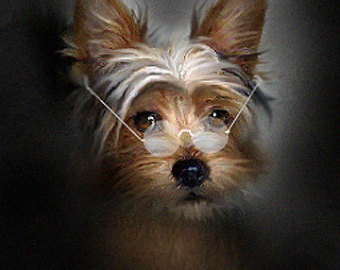 Yorkie Art Dog Print Near Sighted Yorkie Portrait Yorkshire Terrier    