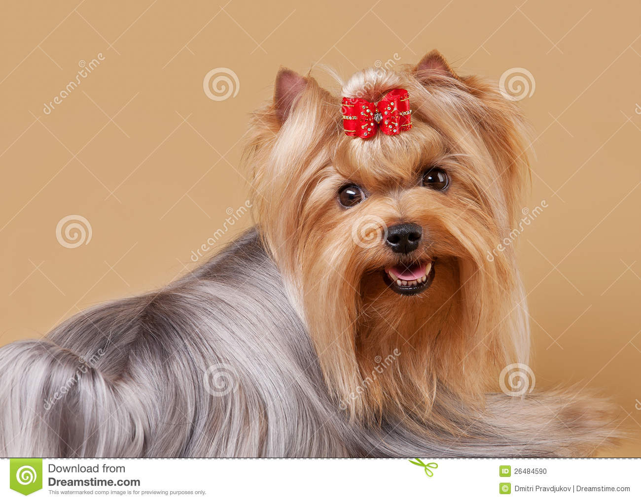 Yorkie Puppy Stock Photo   Image  26484590