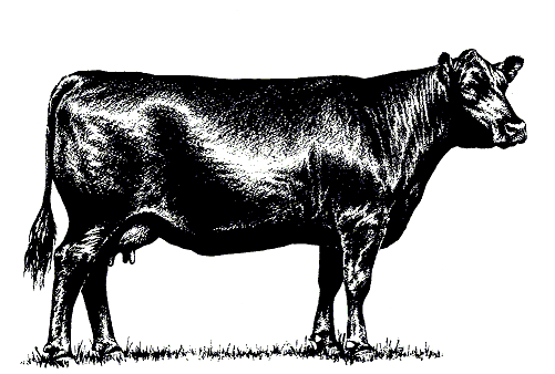 Beef Cattle Clip Art
