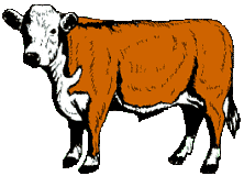 Beef Cow Clip Art Cattle Clip Art