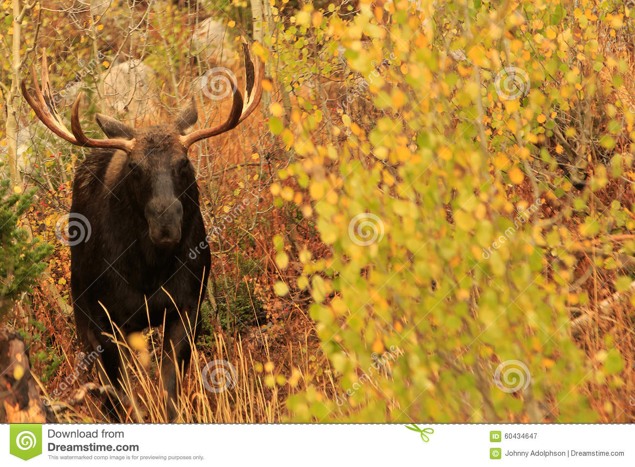 Bull Moose In Autumn Foliage Utah Usa 