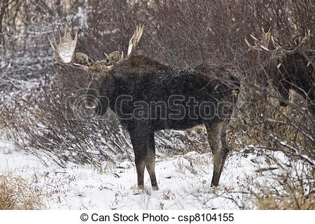 Bull Moose In Winter Saskatchewan Canada Close Up