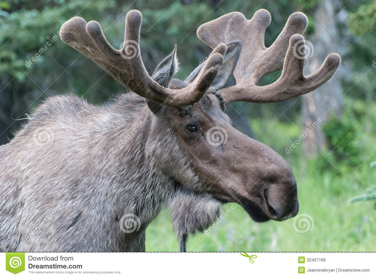 Bull Moose Royalty Free Stock Image   Image  32407166