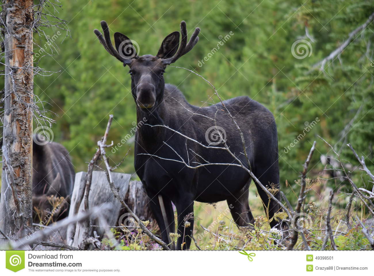 Bull Moose Stock Photo   Image  49398501