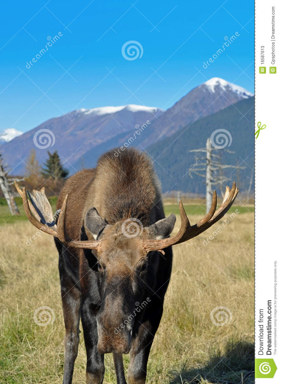 Bull Moose Stock Photos   Image  16587613
