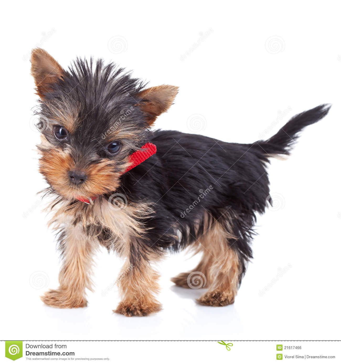 Cute Yorkie Toy Standing On White Background And Looking To The Camera    