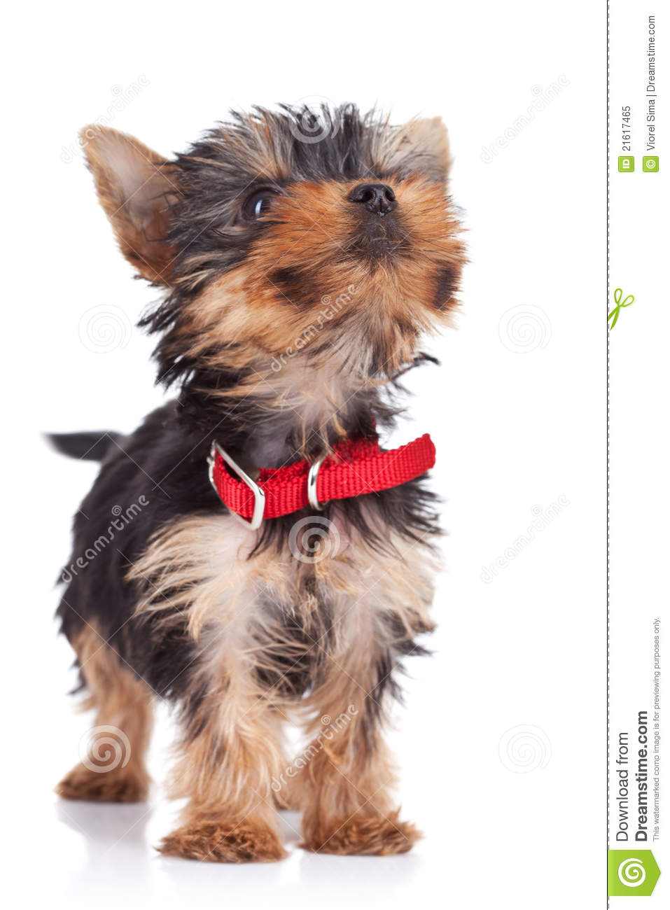 Cute Yorkie Toy Standing Royalty Free Stock Photo   Image  21617465