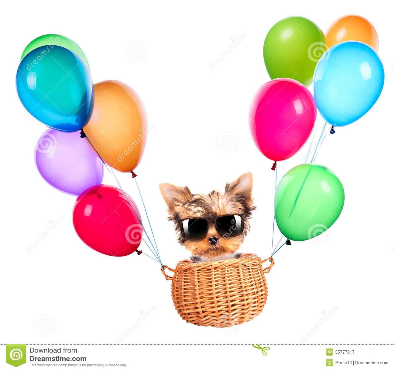 Dog Flying In A Basket With Air Balloons Royalty Free Stock    