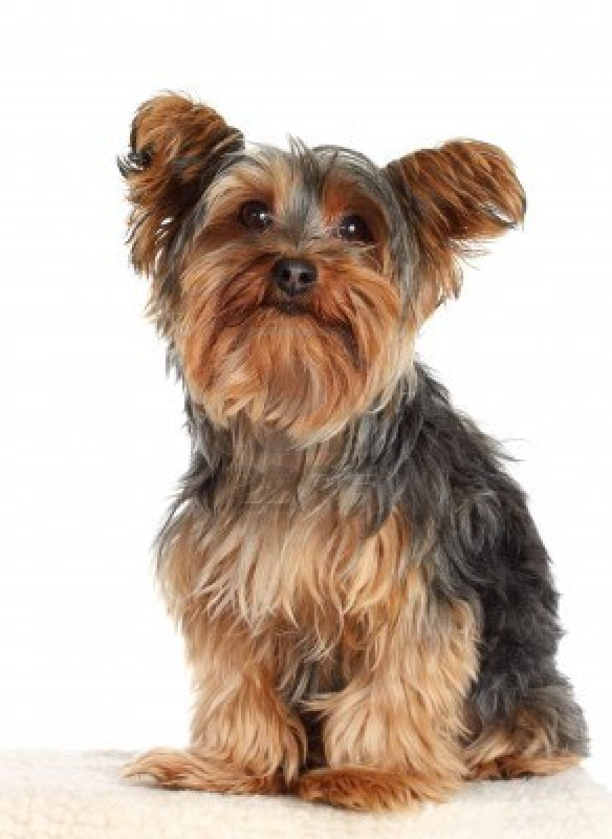 From The Toy Group The Yorkshire Terrier Is A Long Haired Toy Terrier    