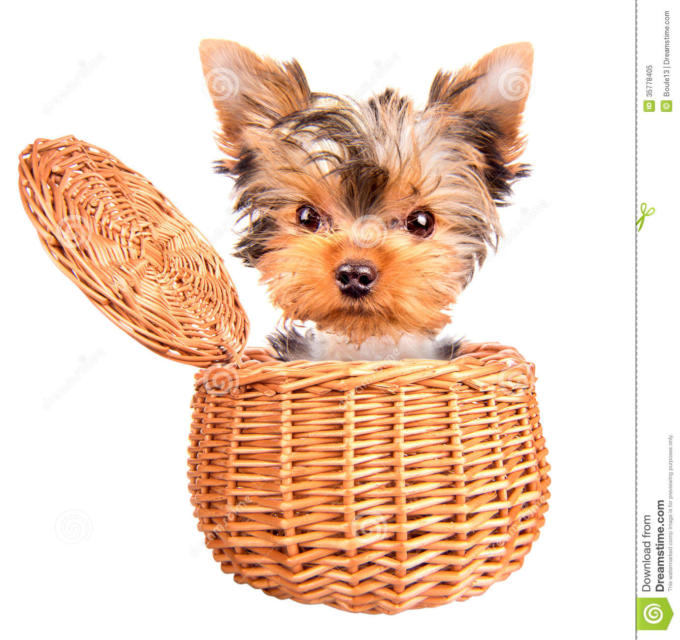 Happy Yorkie Toy Standing In A Basket Royalty Free Stock Photo   Image    