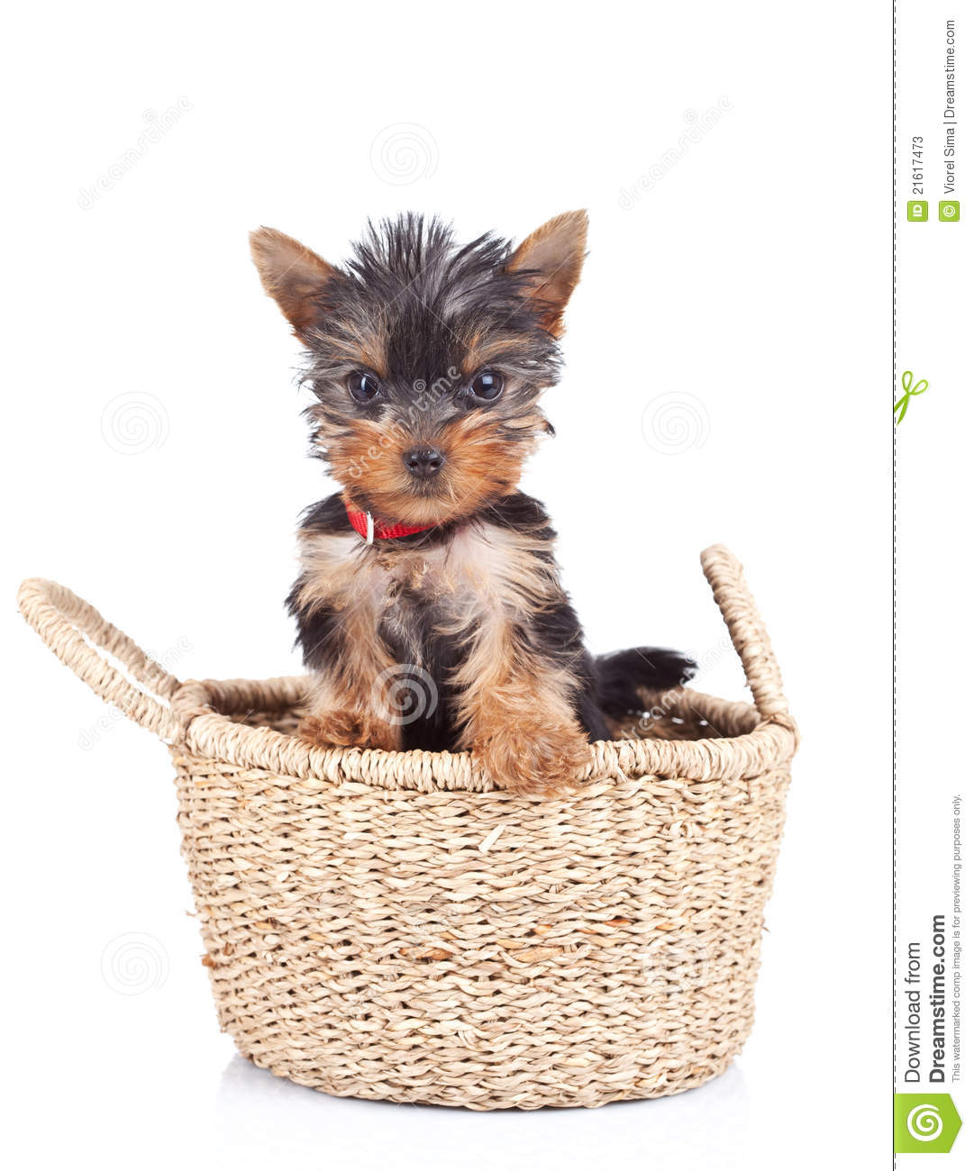 Happy Yorkie Toy Standing In A Little Basket Over White 