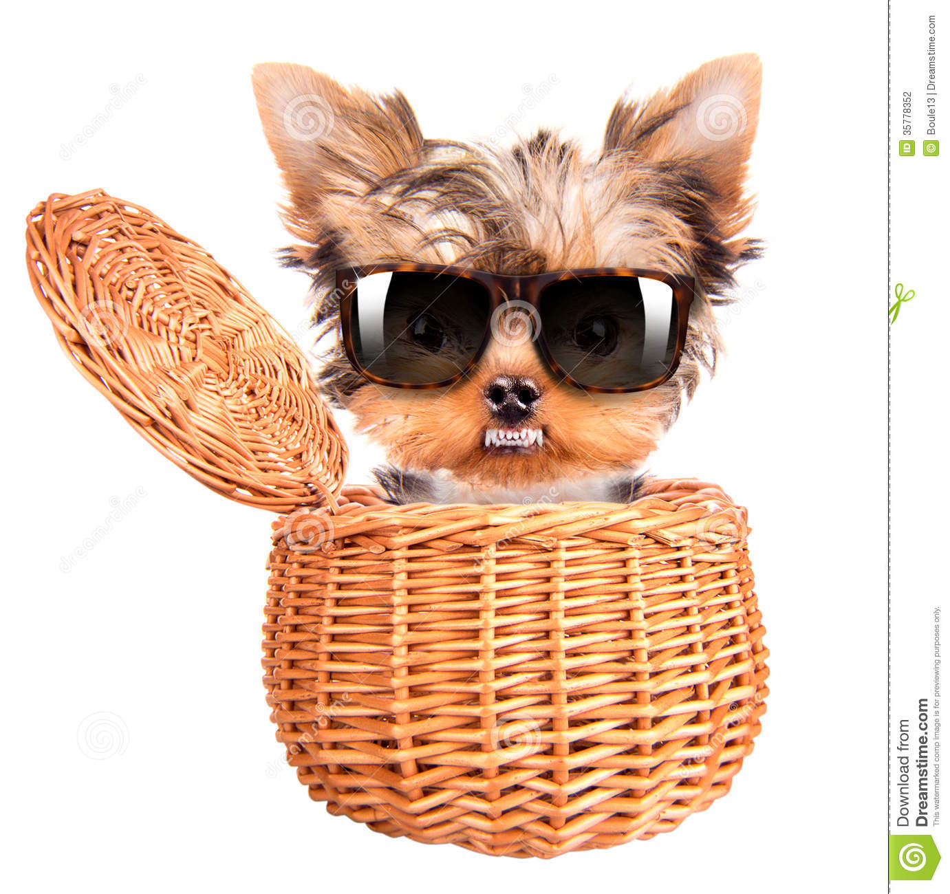 Happy Yorkie Toy With Sun Glasses Standing In A Little Basket Over