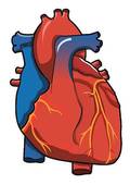 Human Heart Clip Art Vector Graphics  7643 Human Heart Eps Clipart