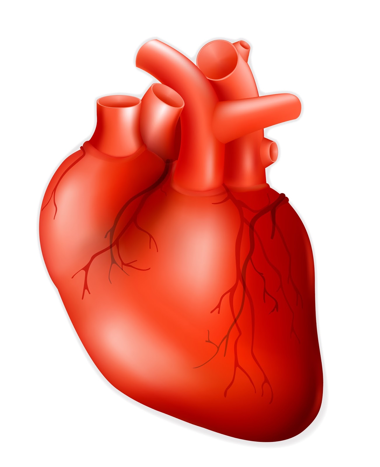 Human Heart Heart Pacemaker