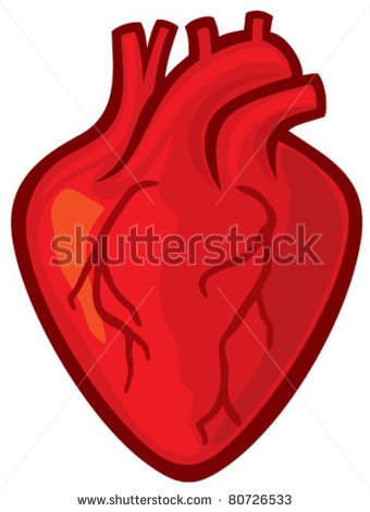 Human Heart Shutterstock  Eps Vector   Human Heart   Id  80726533