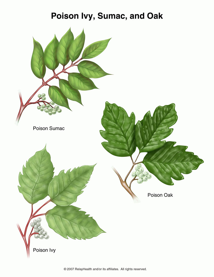 Identify Poison Ivy   June 2 2011   Daily Family Friendly Tips