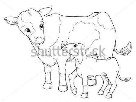 Libro Para Colorear Ilustraci N De Vaca Im Genes Predise Adas