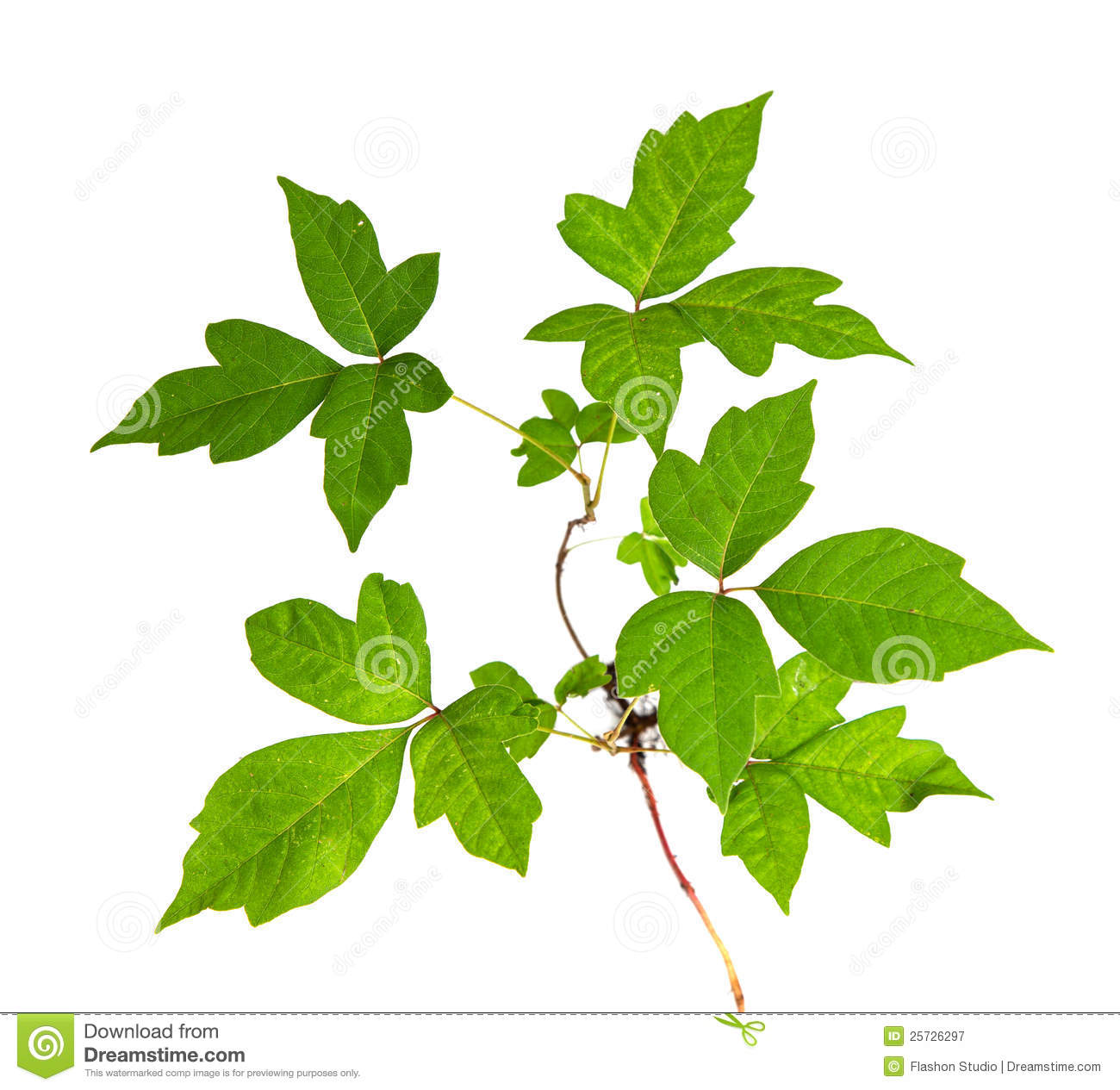 Poison Ivy Leaf Clipart Pic  17