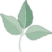 Poison Ivy Leaflet Of Three