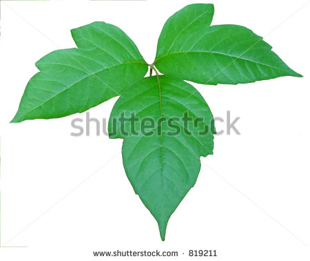 Poison Ivy Stock Photo 819211   Shutterstock