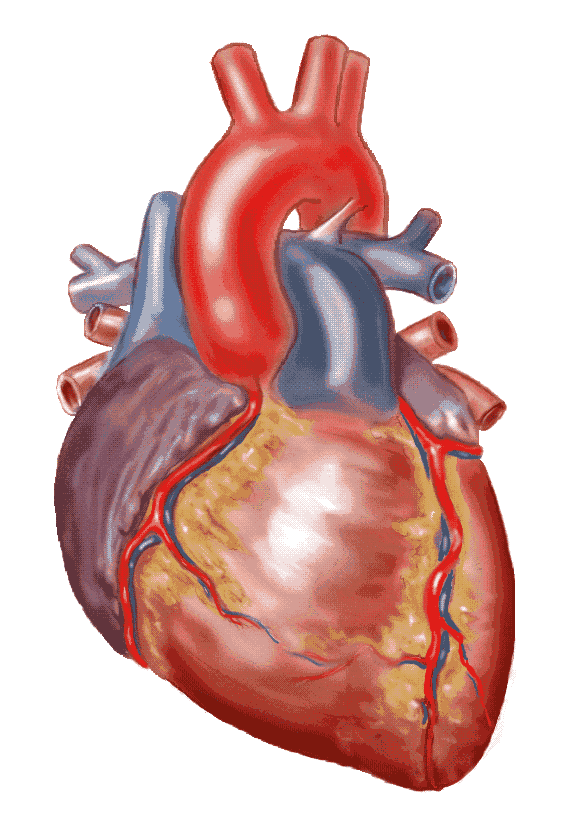 Real Heart Drawing Real Heart Drawing Simpleanatomical Heart Merling
