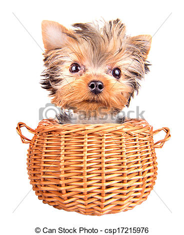 Stock Photo   Happy Yorkie Toy Standing In A Basket   Stock Image    