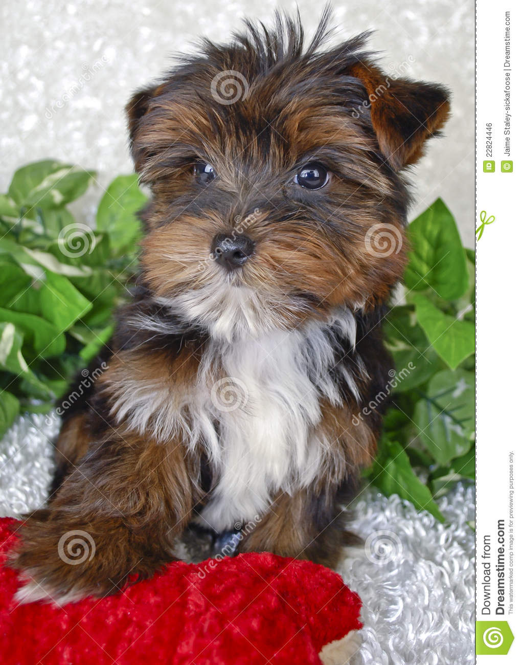 Sweet Little Yorkie Puppy With A Red Dog Toy On A White Background 